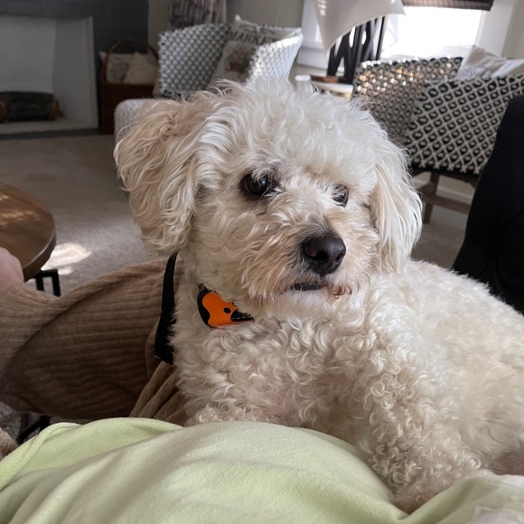 Meet your Posher, Veronica - Picture 1 of 1